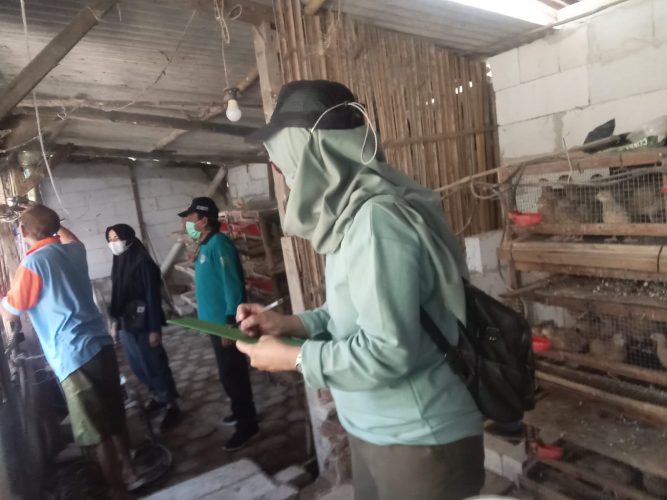 MONITORING DAN EVALUASI  PETERNAKAN BURUNG PUYUH